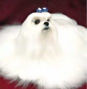 你不快樂嗎？那是因為你沒有養(yǎng)狗！