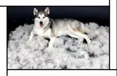 毛質(zhì)差、過度脫毛？華興重磅推出犬美毛處方糧