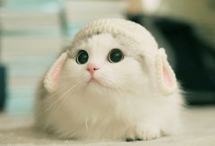 貓咪感到幸福的幾種表現